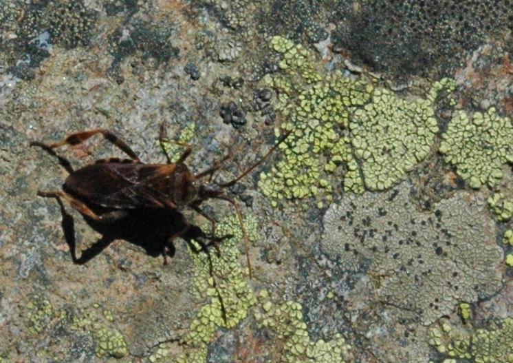 Leptoglossus occidentalis....